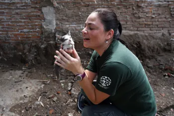 Rescuing a kitten 